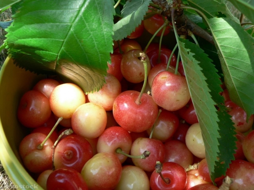 Devostock Bigarreaus Fruit