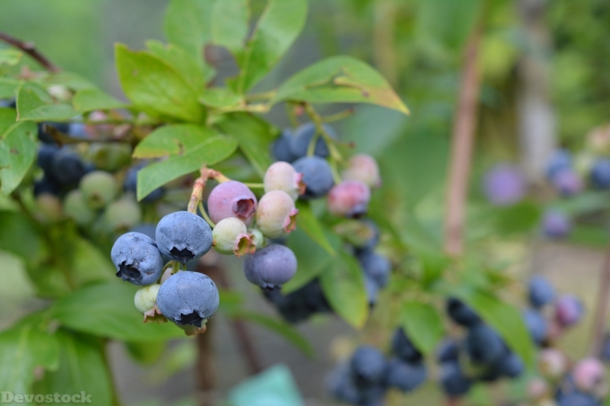 Devostock Bilberry American Blueberries Fruit