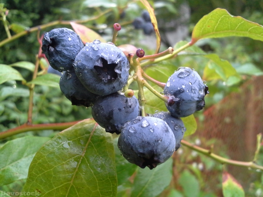 Devostock Bilberry American Fruit Plot
