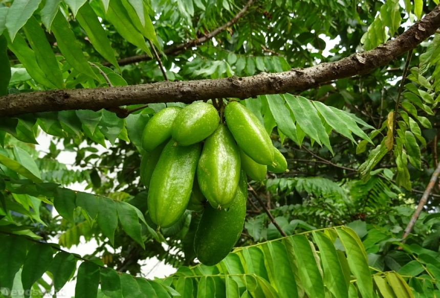 Devostock Bilimbi Fruit Averrhoa Bilimbi
