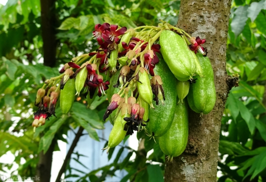 Devostock Bilimbi Fruit Flower 1707539