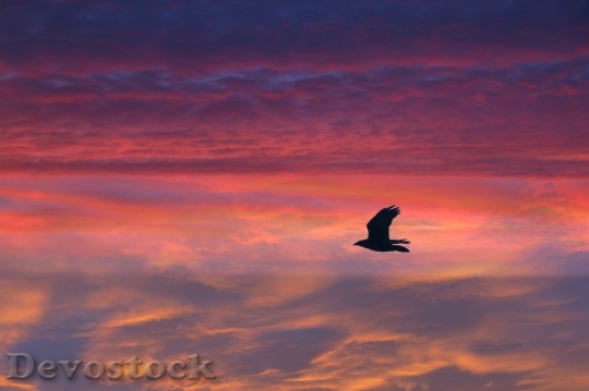 Devostock Bird Flying Feathered Sunset