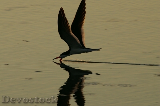 Devostock Bird Flying Water Skimmer