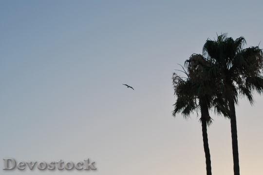 Devostock Bird Sunset Palm Nature