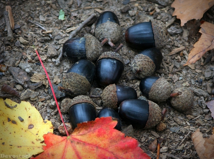 Devostock Black Acorns Nuts Fruit