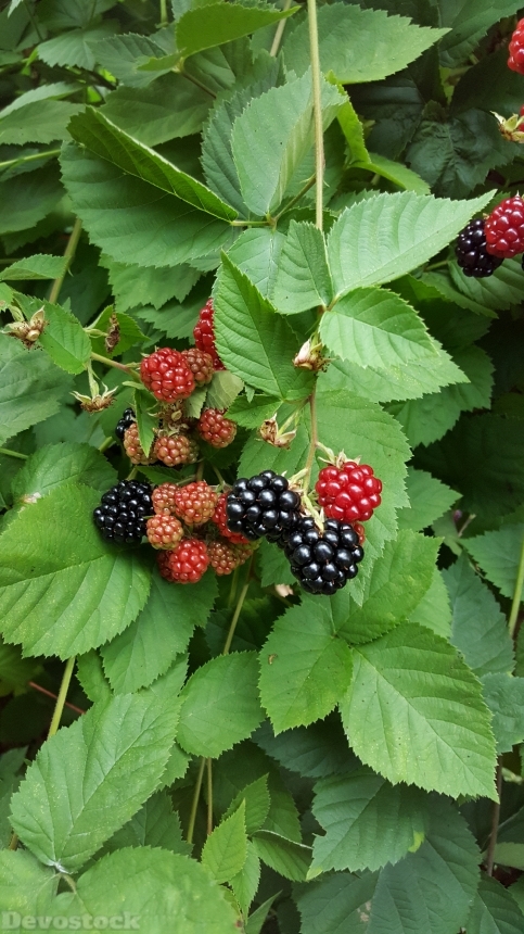 Devostock Black Berries Berries Fruit