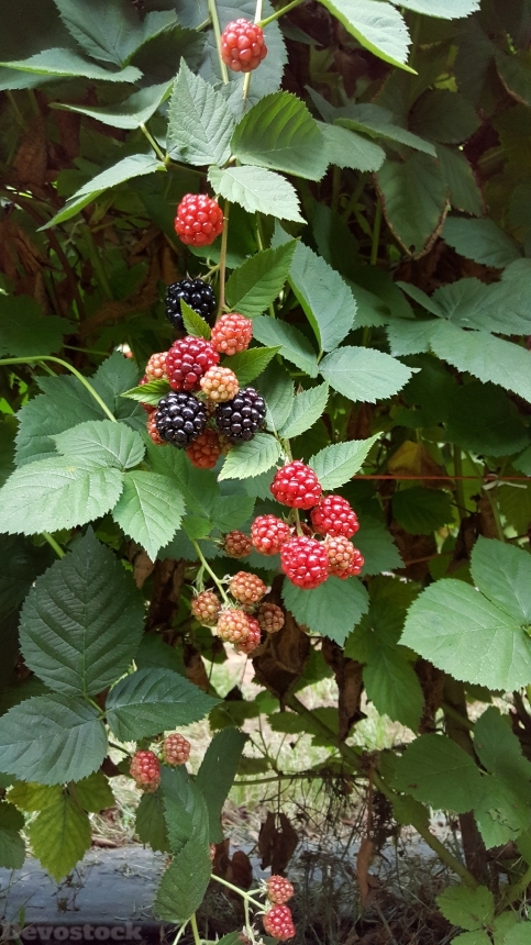 Devostock Black Berries Berries Healthy