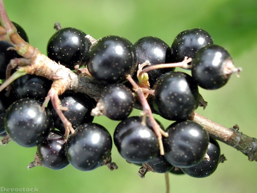 Devostock Black Currant Fruit