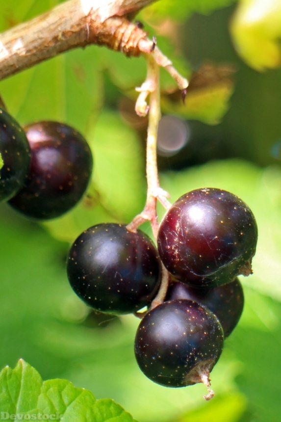 Devostock Black Currant Ribes Nigrum 0
