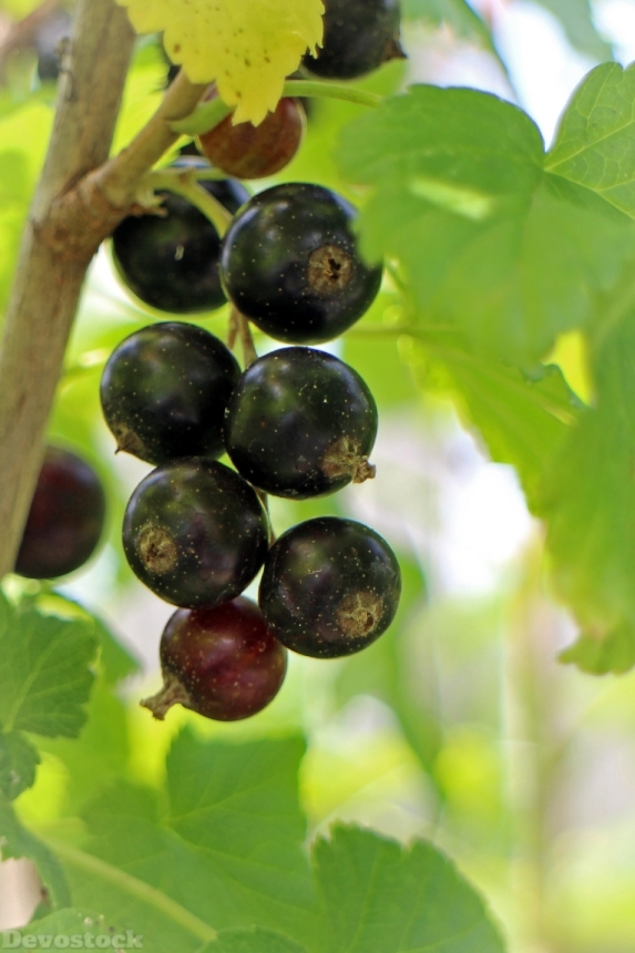 Devostock Black Currant Ribes Nigrum
