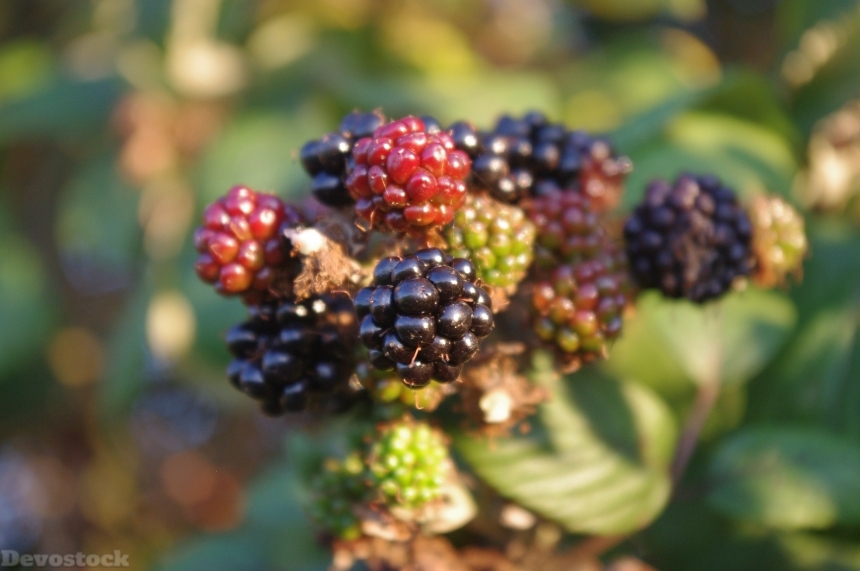 Devostock Blackberries Autumn Fruit Fall