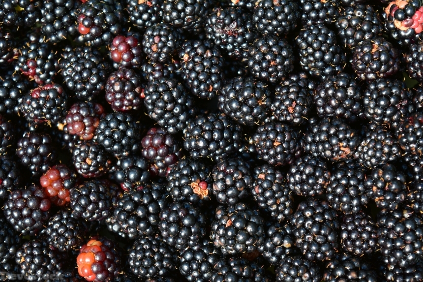 Devostock Blackberries Background Black Dark 0