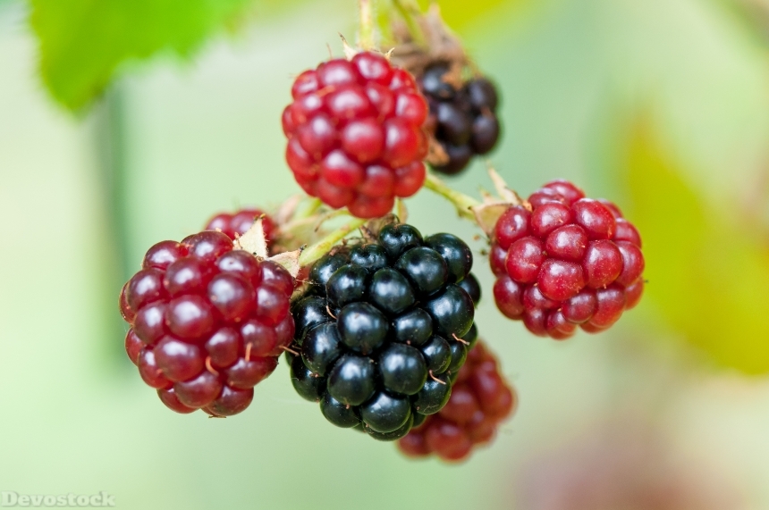 Devostock Blackberries Berries 370016