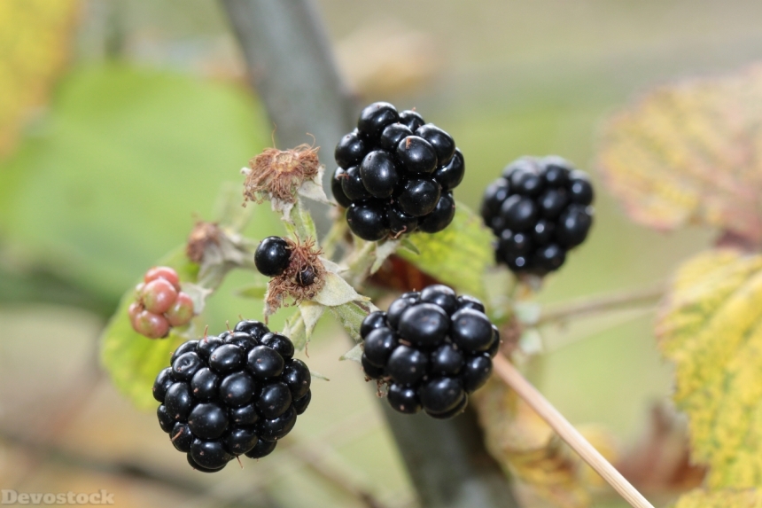 Devostock Blackberries Berries Berry Fruit