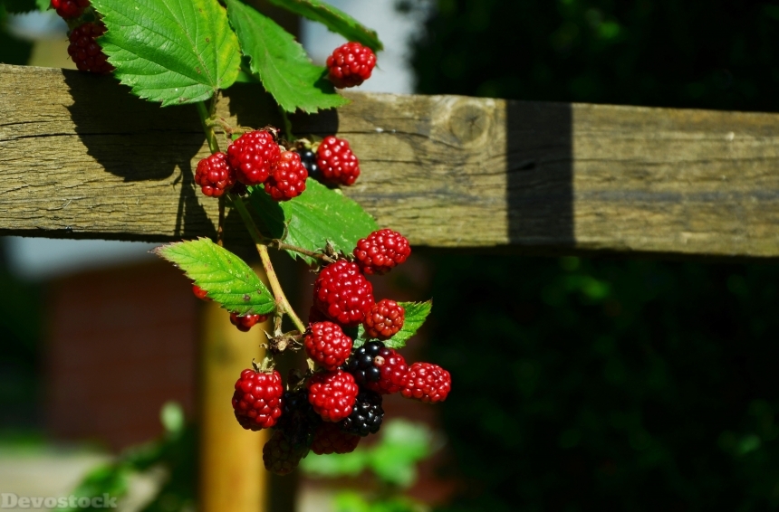 Devostock Blackberries Berries Fruits 936962