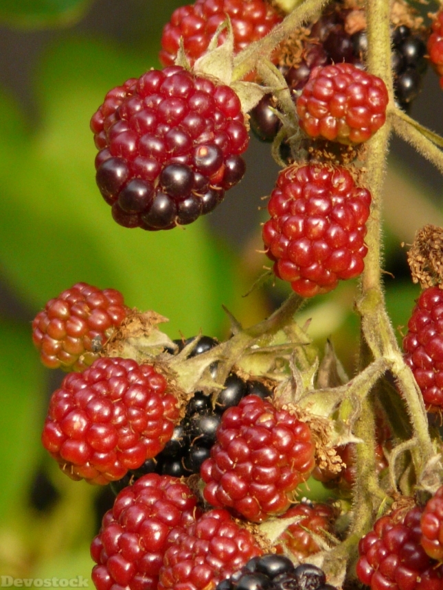 Devostock Blackberries Berries Fruits 9387