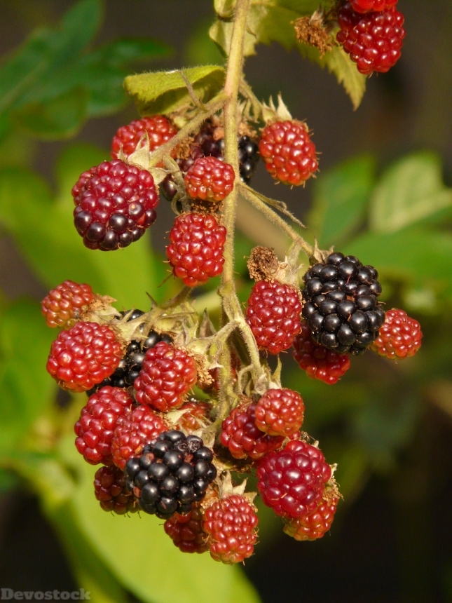 Devostock Blackberries Berries Fruits 9388