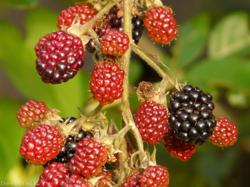 Devostock Blackberries Berries Fruits 9389