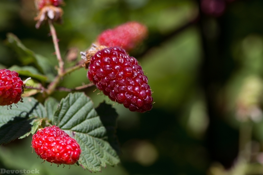 Devostock Blackberries Berries Fruits Eat
