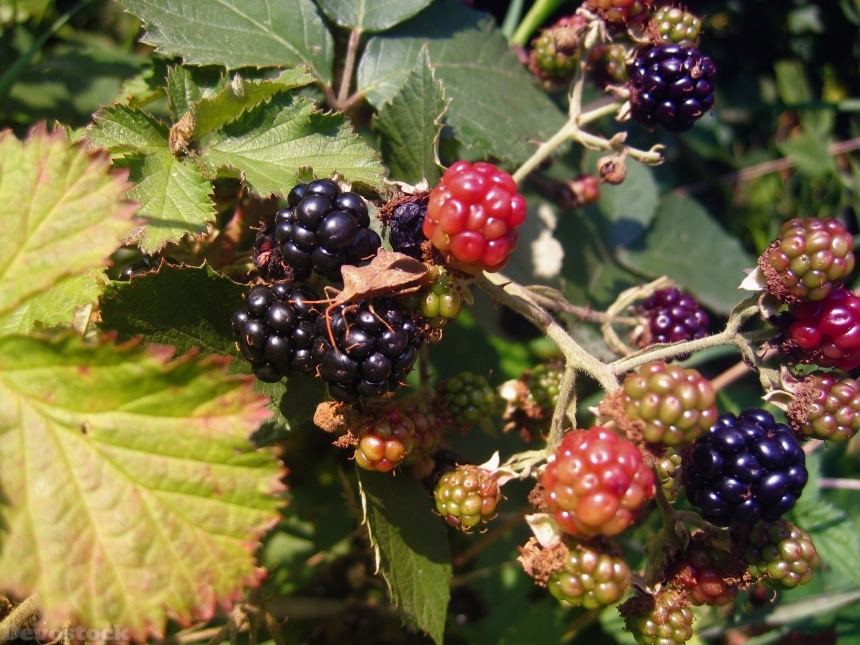Devostock Blackberries Berries Fruits Leaves