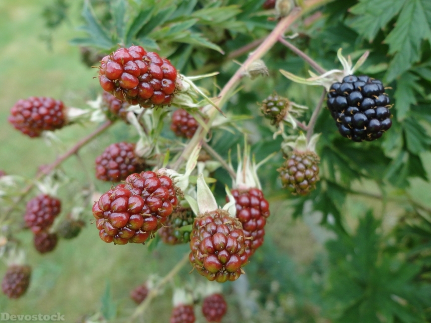 Devostock Blackberries Berries Nature Edible