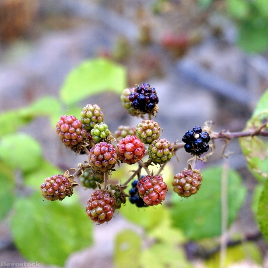 Devostock Blackberries Berries Red Fruit