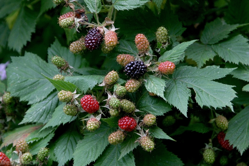 Devostock Blackberries Berries Ripening Fruit