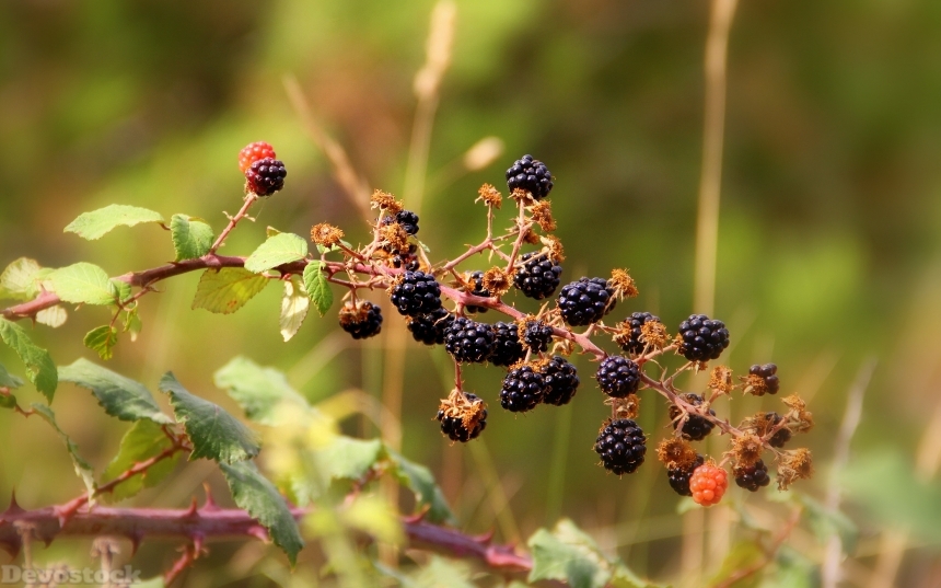 Devostock Blackberries Berries Wild Fruit