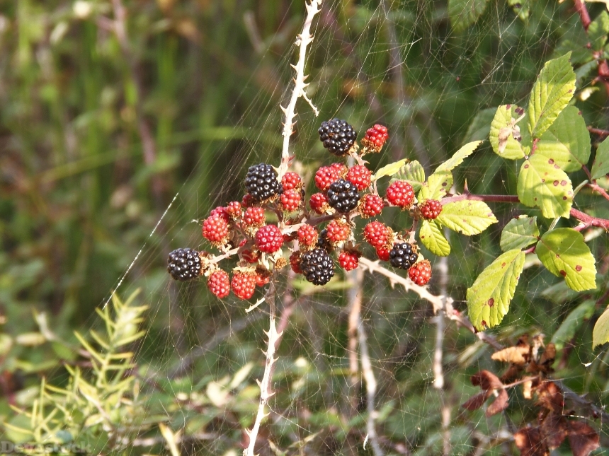 Devostock Blackberries Black Red Fruit