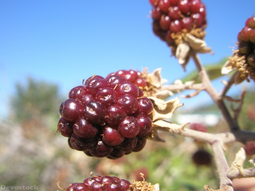 Devostock Blackberries Blackberry Berries 169753