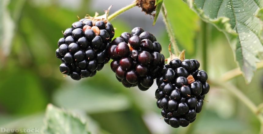 Devostock Blackberries Bramble Berries Bush