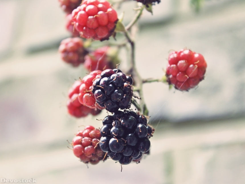 Devostock Blackberries Bramble Bush Berry