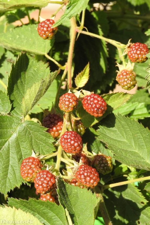 Devostock Blackberries Bramble Fruits Berry 0