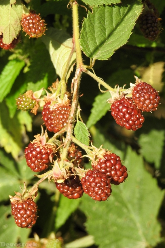 Devostock Blackberries Bramble Fruits Berry