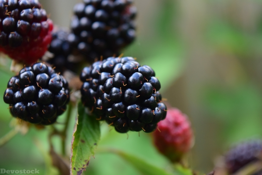 Devostock Blackberries Close Ripe Fruit
