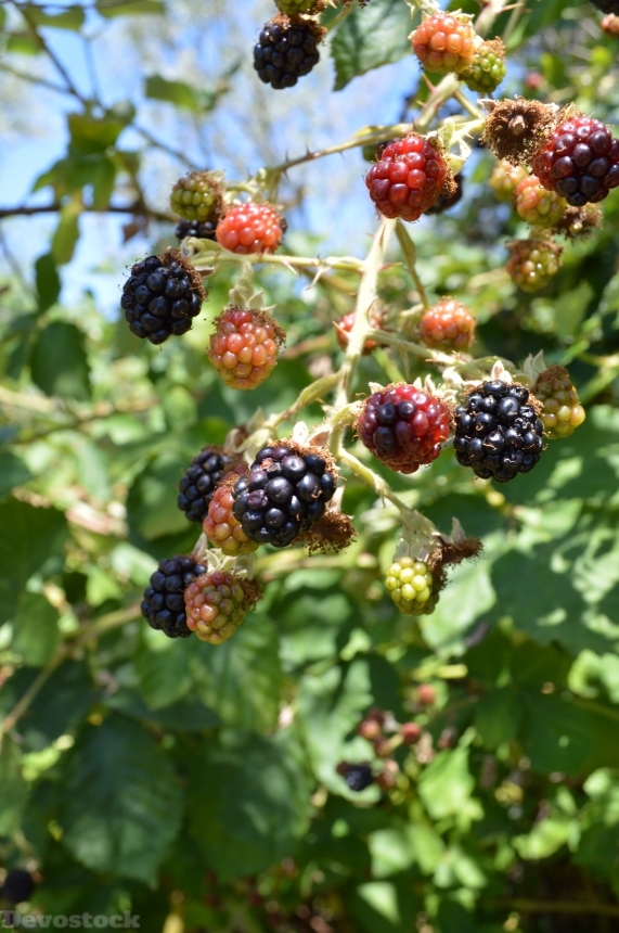 Devostock Blackberries Food Fruit Wild