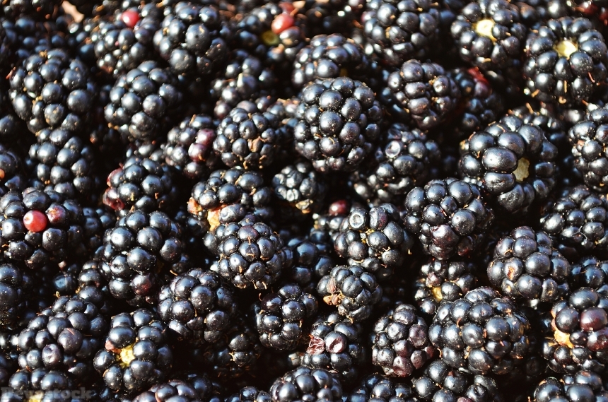 Devostock Blackberries Fruit 888228