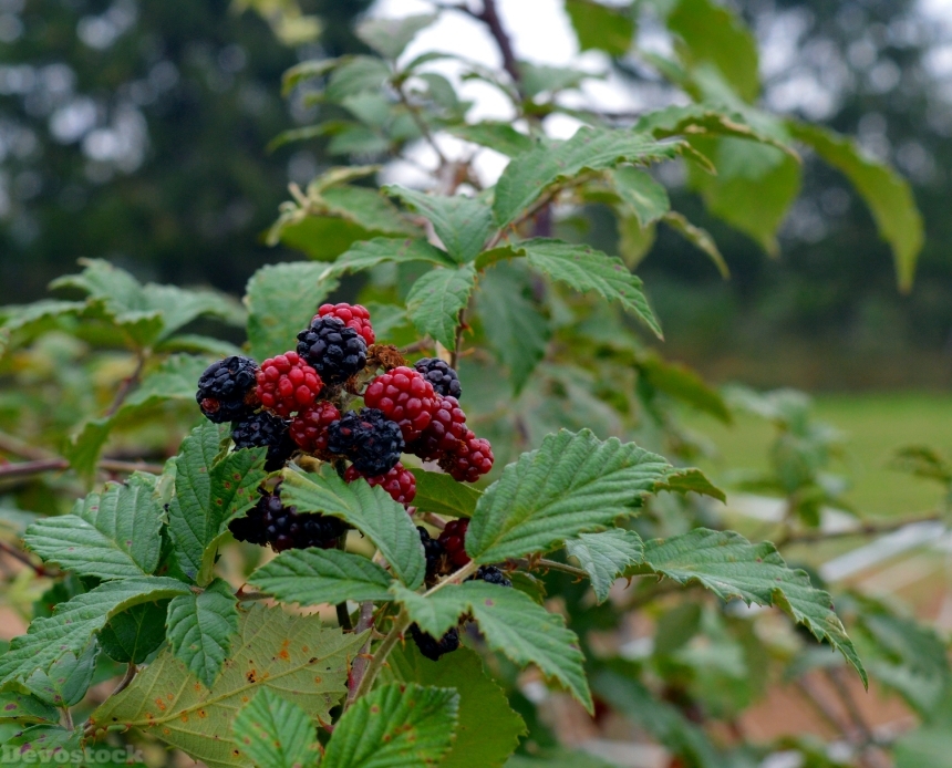 Devostock Blackberries Fruit Berries Fruits