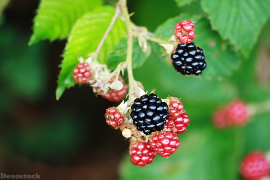 Devostock Blackberries Fruit Garden 388934