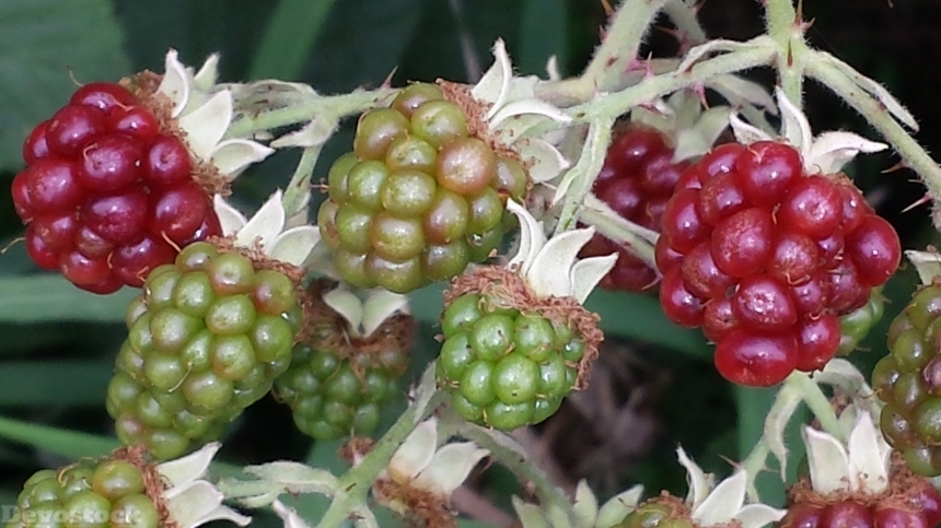 Devostock Blackberries Fruit Harvest Fruits