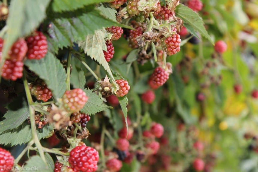 Devostock Blackberries Fruits Bush Healthy