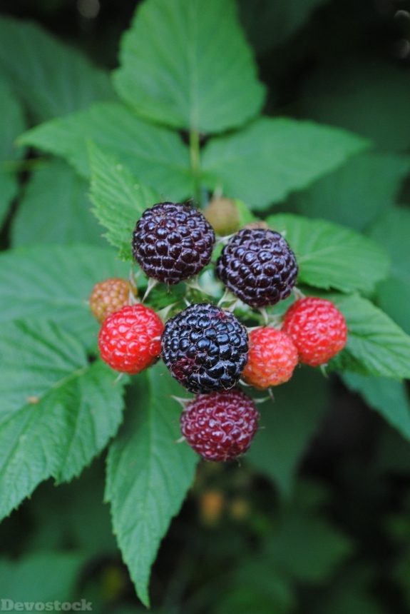 Devostock Blackberries Fruits Plant Bush