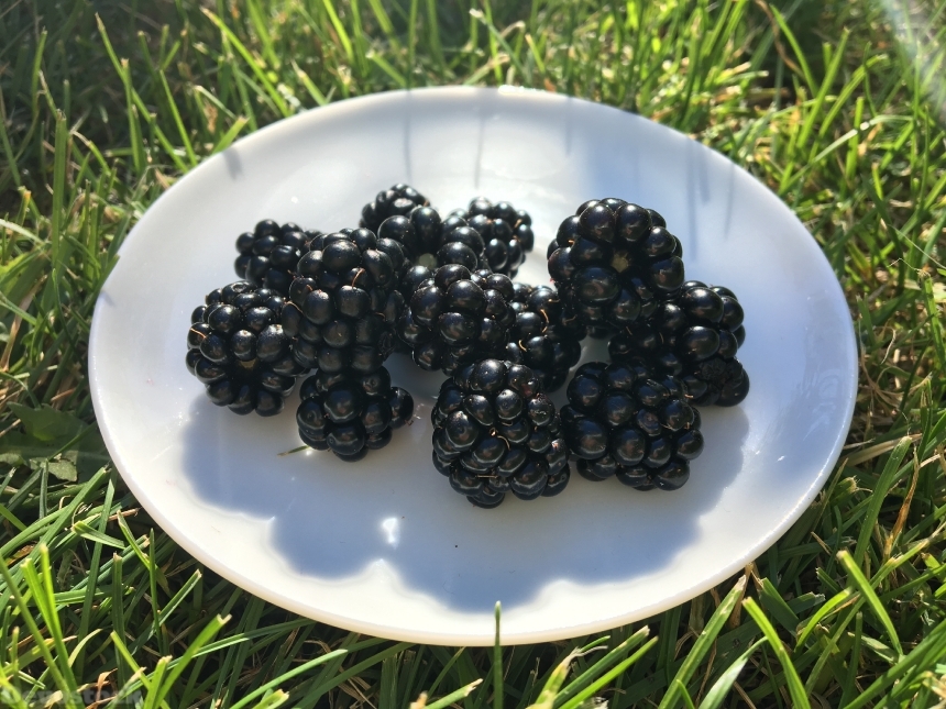 Devostock Blackberries Plate Grass Green
