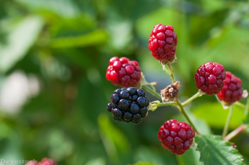 Devostock Blackberries Ripe Immature 1425720