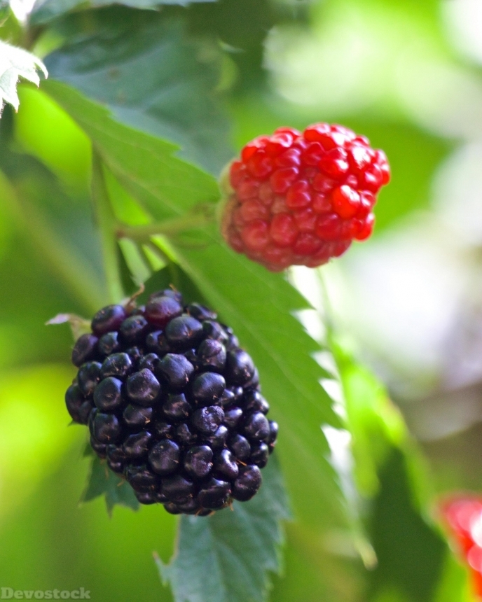 Devostock Blackberries Ripe Plant Fruit