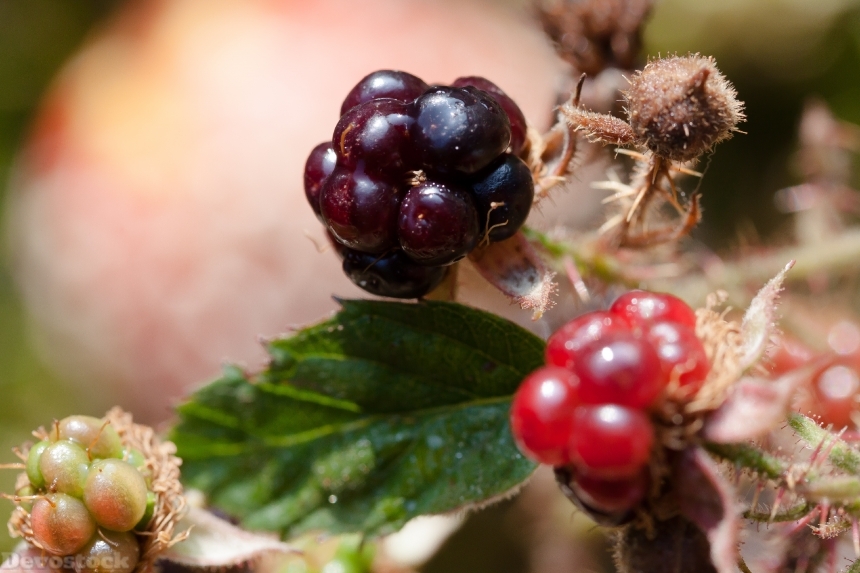 Devostock Blackberries Rubus Sectio Rubus 0