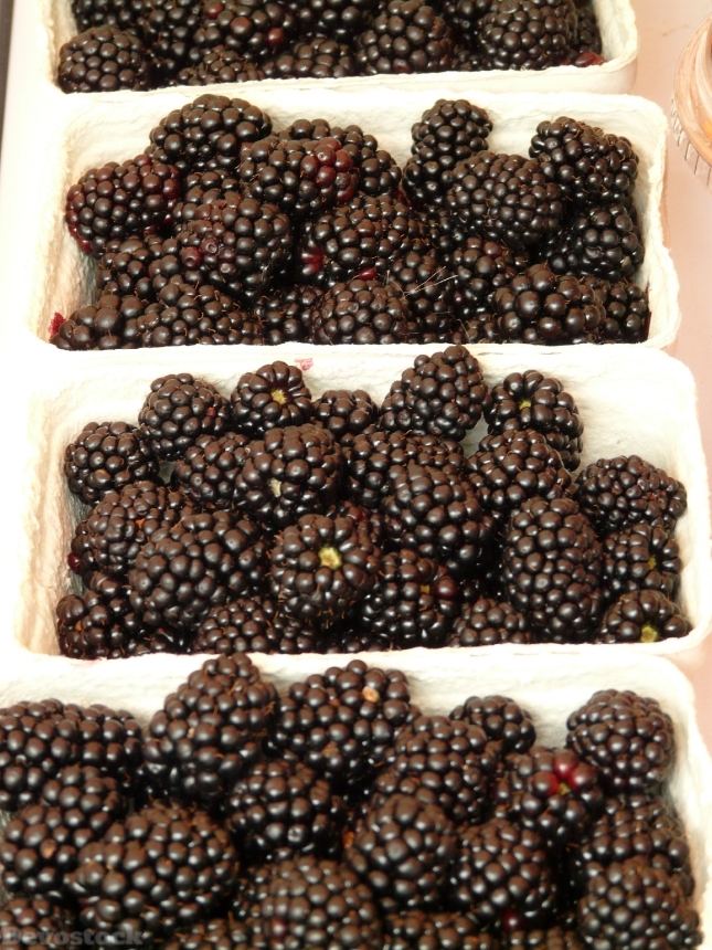 Devostock Blackberries Rubus Sectio Rubus 3