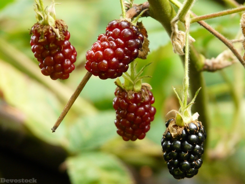 Devostock Blackberries Rubus Sectio Rubus 5
