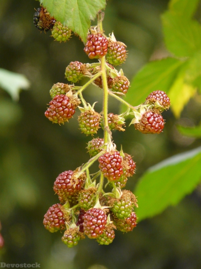 Devostock Blackberries Rubus Sectio Rubus 6