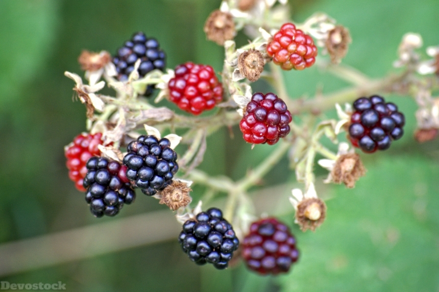 Devostock Blackberries Rubus Sectio Rubus 7